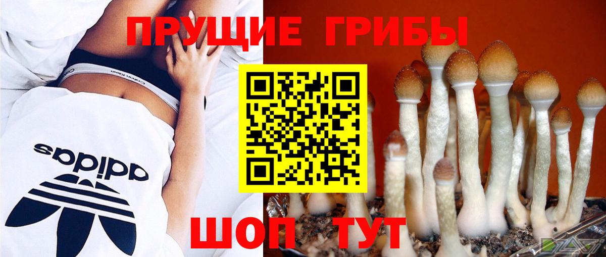 купить наркоту  Псилоцибиновые грибы Magic Shrooms  Вход с VPN  Стрежевой  Псилоцибиновые грибы GOLDEN TEACHER 